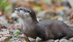Preview wallpaper otter, animal, nature, wildlife, fur, rocks, leaves
