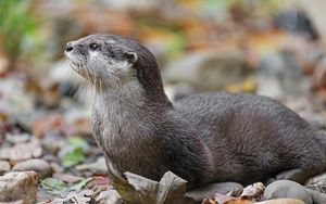 Preview wallpaper otter, animal, nature, wildlife, fur, rocks, leaves