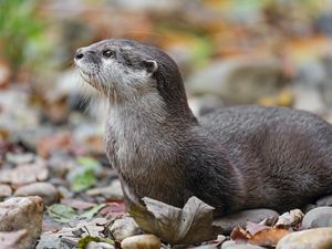 Preview wallpaper otter, animal, nature, wildlife, fur, rocks, leaves