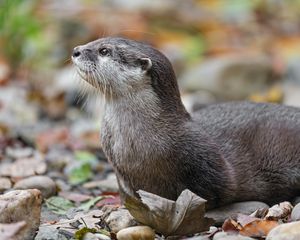 Preview wallpaper otter, animal, nature, wildlife, fur, rocks, leaves