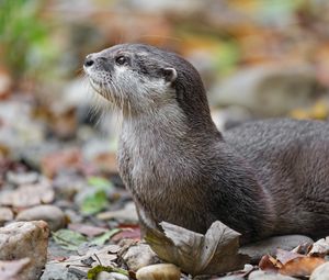 Preview wallpaper otter, animal, nature, wildlife, fur, rocks, leaves