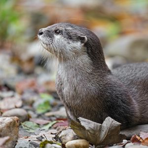 Preview wallpaper otter, animal, nature, wildlife, fur, rocks, leaves