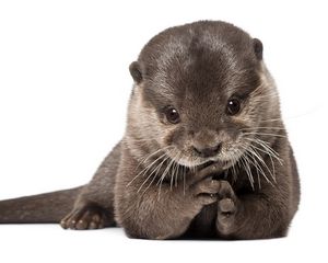 Preview wallpaper otter, animal, wool, fur, beautiful