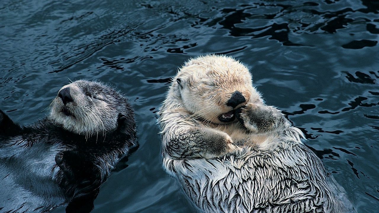 Wallpaper otter, couple, grass, dirty, water, swim