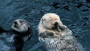 Preview wallpaper otter, couple, grass, dirty, water, swim