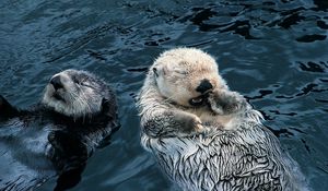 Preview wallpaper otter, couple, grass, dirty, water, swim