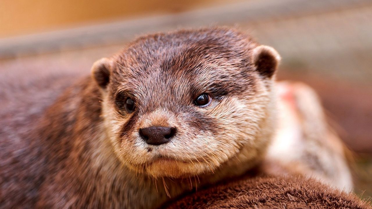 Wallpaper otter, face, eyes, animal
