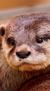 Preview wallpaper otter, face, eyes, animal