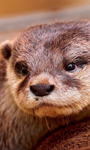 Preview wallpaper otter, face, eyes, animal