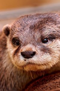 Preview wallpaper otter, face, eyes, animal