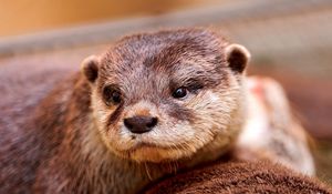 Preview wallpaper otter, face, eyes, animal