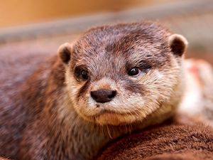 Preview wallpaper otter, face, eyes, animal