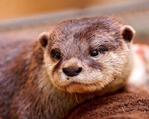 Preview wallpaper otter, face, eyes, animal