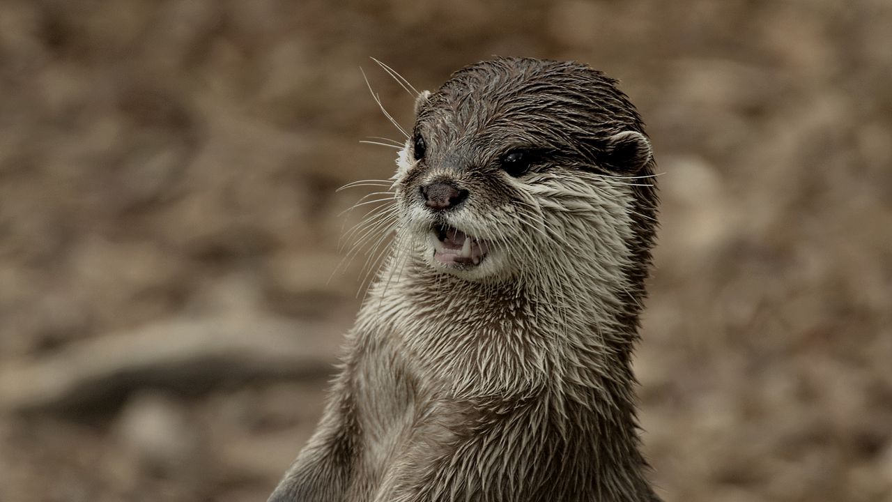 Wallpaper otter, face, wet, teeth