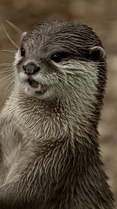 Preview wallpaper otter, face, wet, teeth