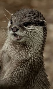 Preview wallpaper otter, face, wet, teeth