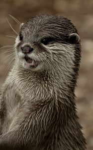 Preview wallpaper otter, face, wet, teeth