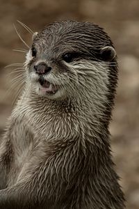 Preview wallpaper otter, face, wet, teeth