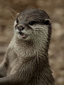 Preview wallpaper otter, face, wet, teeth