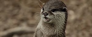 Preview wallpaper otter, face, wet, teeth