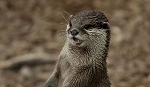 Preview wallpaper otter, face, wet, teeth