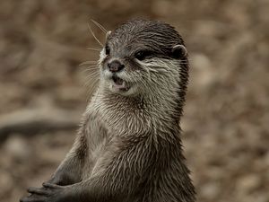 Preview wallpaper otter, face, wet, teeth