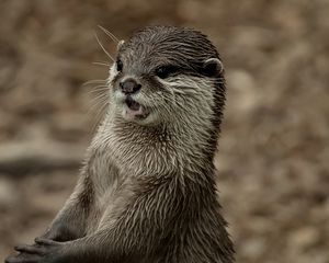 Preview wallpaper otter, face, wet, teeth