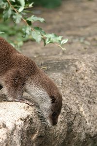 Preview wallpaper otter, grass, animal