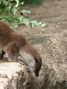 Preview wallpaper otter, grass, animal