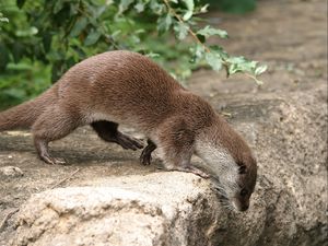 Preview wallpaper otter, grass, animal