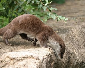 Preview wallpaper otter, grass, animal