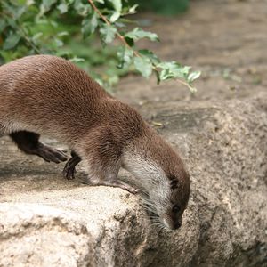 Preview wallpaper otter, grass, animal