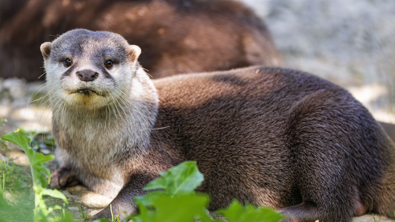 Wallpaper otter, leaves, animal, cute, predator