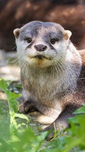 Preview wallpaper otter, leaves, animal, cute, predator