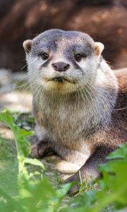 Preview wallpaper otter, leaves, animal, cute, predator