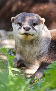 Preview wallpaper otter, leaves, animal, cute, predator