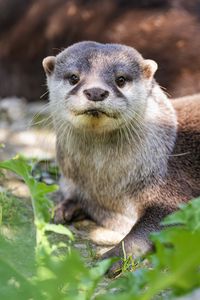 Preview wallpaper otter, leaves, animal, cute, predator