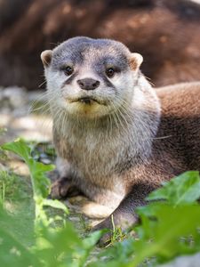 Preview wallpaper otter, leaves, animal, cute, predator