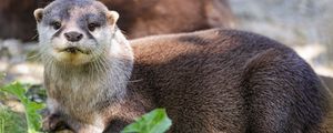 Preview wallpaper otter, leaves, animal, cute, predator