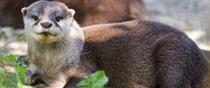 Preview wallpaper otter, leaves, animal, cute, predator