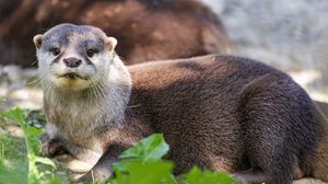 Preview wallpaper otter, leaves, animal, cute, predator
