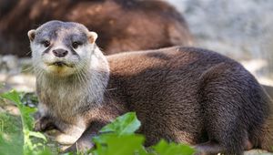 Preview wallpaper otter, leaves, animal, cute, predator
