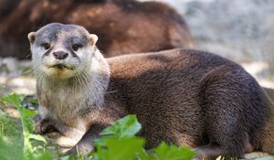 Preview wallpaper otter, leaves, animal, cute, predator