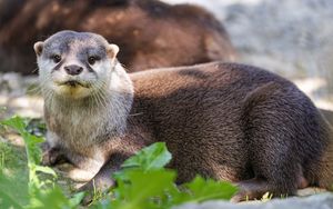 Preview wallpaper otter, leaves, animal, cute, predator