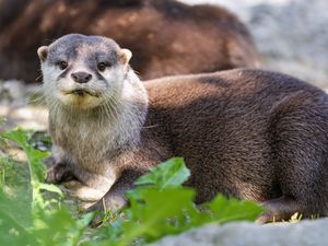 Preview wallpaper otter, leaves, animal, cute, predator