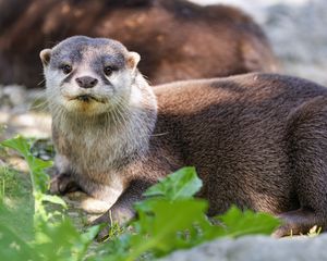 Preview wallpaper otter, leaves, animal, cute, predator