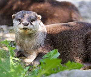 Preview wallpaper otter, leaves, animal, cute, predator