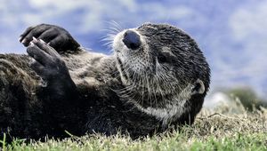 Preview wallpaper otter, muzzle, lies, grass, blur