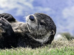 Preview wallpaper otter, muzzle, lies, grass, blur