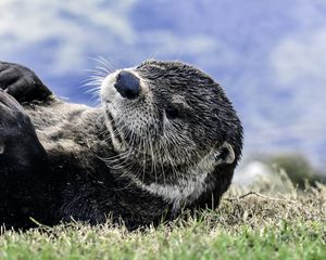 Preview wallpaper otter, muzzle, lies, grass, blur